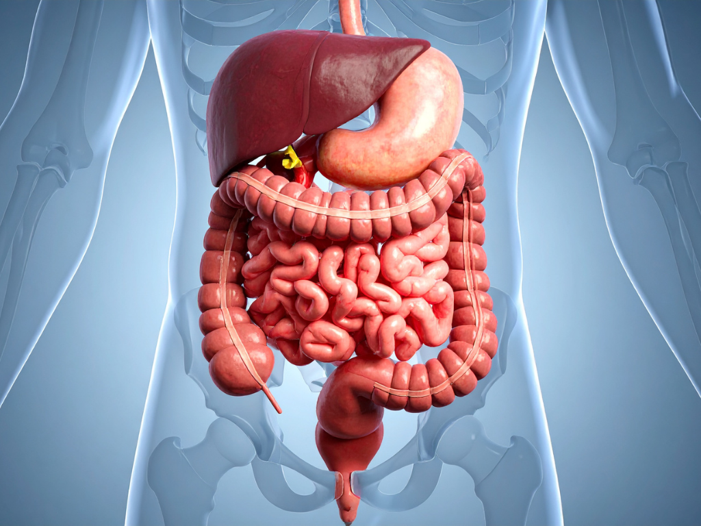 Why Gut Health Goes Unnoticed for So Long
